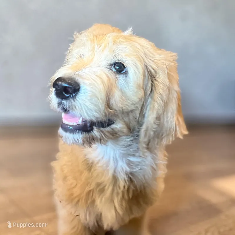 Rachel – Goldendoodle puppy for sale in Rockville, MN