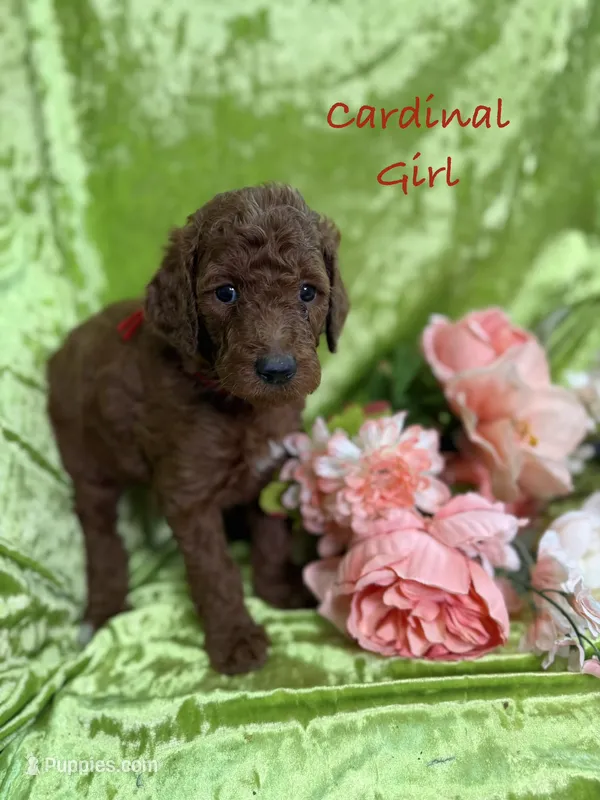 Cardinal – Poodle - Standard  puppy for sale in Rockville, MN