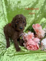 Cardinal, a female Poodle - Standard  for sale in Rockville, MN – 1 of 1
