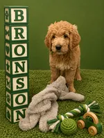 Bronson, a male Goldendoodle for sale in Rockville, MN – 1 of 3