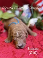Bianca, a male Goldendoodle for sale in Rockville, MN – 3 of 3