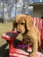Dolphin, a female Goldendoodle for sale in Rockville, MN – Photo 2 of 6