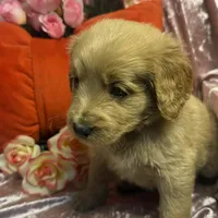 Dolphin, a female Goldendoodle for sale in Rockville, MN – Photo 5 of 6