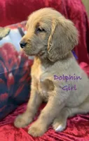 Dolphin, a female Goldendoodle for sale in Rockville, MN – Photo 3 of 6