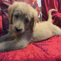 Dolphin, a female Goldendoodle for sale in Rockville, MN – Photo 4 of 6