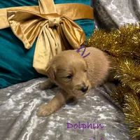 Dolphin, a female Goldendoodle for sale in Rockville, MN – Photo 6 of 6