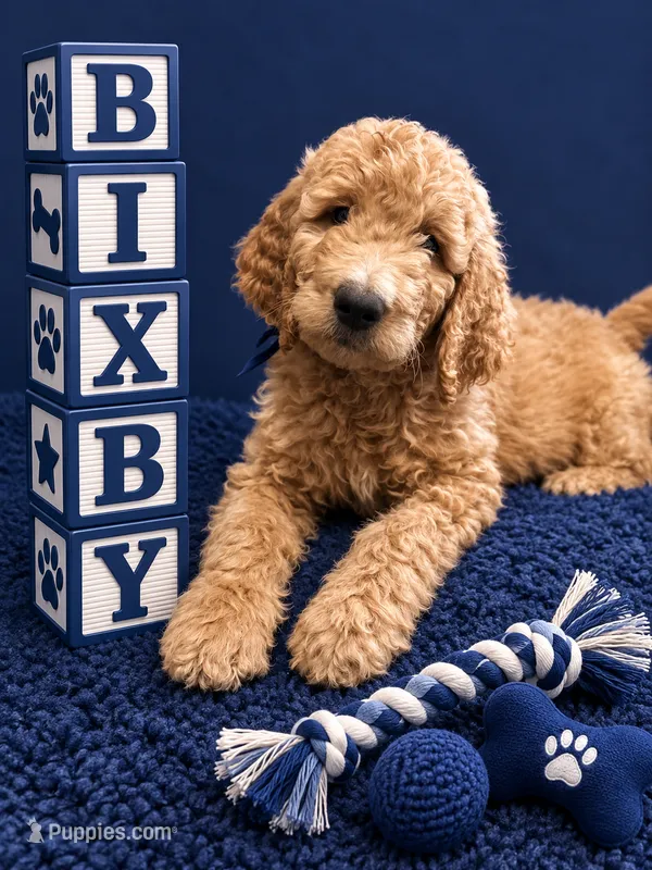 Bixby – Goldendoodle puppy for sale in Rockville, MN