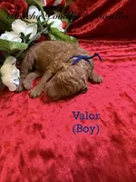 Valor, a male Poodle - Standard  for sale in Rockville, MN – 3 of 3