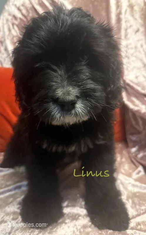 Linus