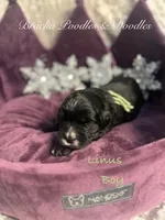 processed/cc5d70e4-92c9-4456-b3b4-5073275a9bdc/listing/f6f3fd0b-1fda-478e-a54f-8600446db628/da395684-71a9-4f8b-8c7c-84420b4b9535