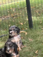 Sandstone, a male Bernedoodle for sale in Rockville, MN – 3 of 5
