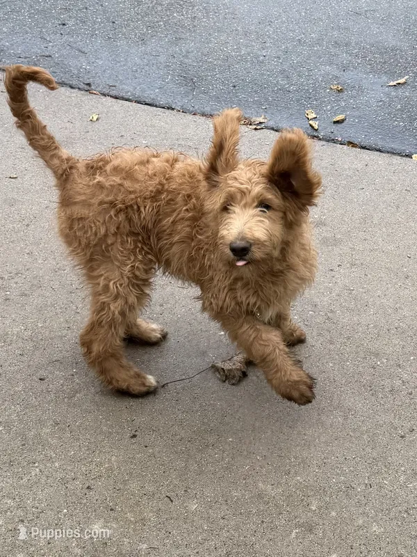 Booker – Goldendoodle puppy for sale in Rockville, MN