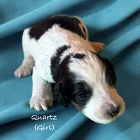 Quartz, a female Bernedoodle for sale in Rockville, MN – 2 of 3