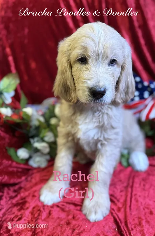 Rachel – Goldendoodle puppy for sale in Rockville, MN
