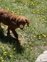 Beach, a female Goldendoodle for sale in Rockville, MN – 2 of 3
