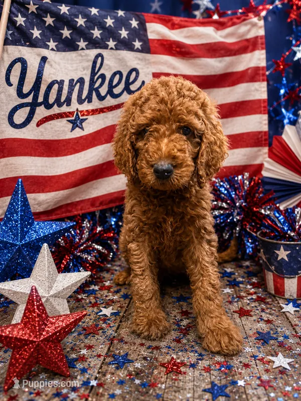 Yankee – Poodle - Standard  puppy for sale in Rockville, MN