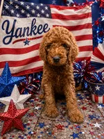 Yankee, a female Poodle - Standard  for sale in Rockville, MN – 1 of 3