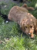 Flamingo, a female Goldendoodle for sale in Rockville, MN – 2 of 3