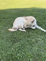 Zeus, a male Beagle for sale in Linwood, NC – 6 of 6