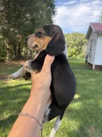 Blu, a male Beagle for sale in Linwood, NC – 2 of 4