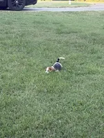 Mack , a male Beagle for sale in Linwood, NC – 3 of 9