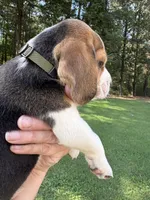 Mack , a male Beagle for sale in Linwood, NC – 7 of 9