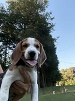 Mack , a male Beagle for sale in Linwood, NC – 2 of 9