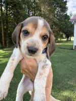 Copper , a male Beagle for sale in Linwood, NC – 4 of 4