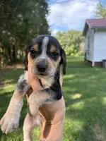 Blu, a male Beagle for sale in Linwood, NC – 4 of 4