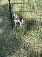 Mack , a male Beagle for sale in Linwood, NC – 9 of 9