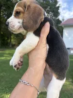 Mack , a male Beagle for sale in Linwood, NC – 6 of 9