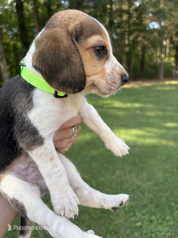 Jinger – Beagle puppy for sale in Linwood, NC
