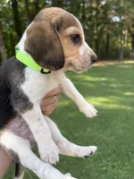 Jinger, a female Beagle for sale in Linwood, NC – 1 of 4