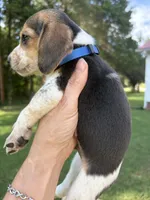 Copper , a male Beagle for sale in Linwood, NC – 3 of 4
