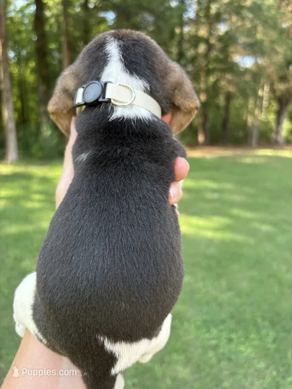 Precious  – Beagle puppy for sale in Linwood, NC