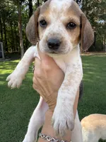 Amber, a female Beagle for sale in Linwood, NC – 3 of 4