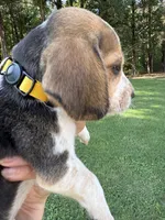 Amber, a female Beagle for sale in Linwood, NC – 4 of 4