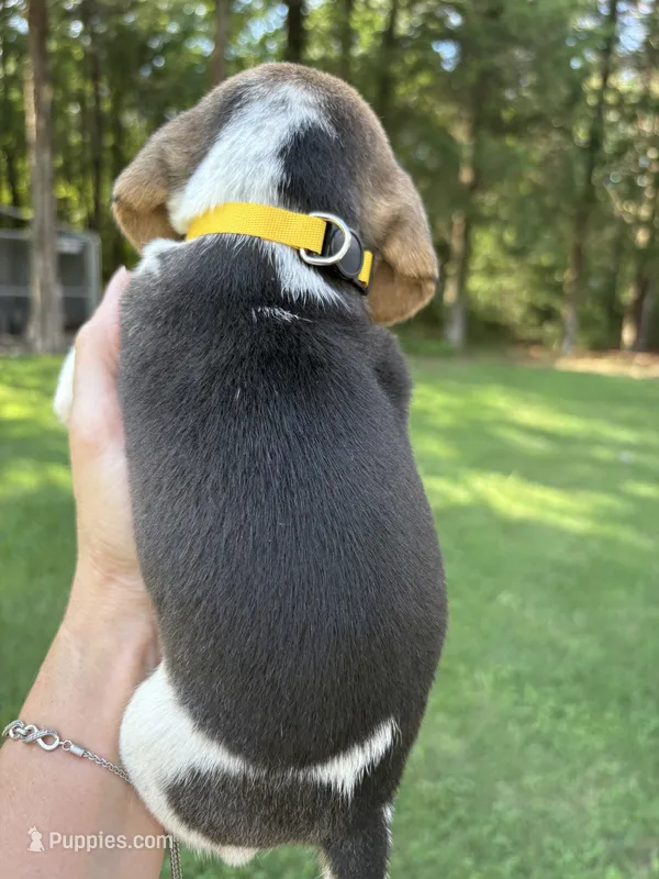 Amber – Beagle puppy for sale in Linwood, NC