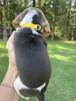 Amber, a female Beagle for sale in Linwood, NC – 1 of 4
