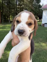 Mack , a male Beagle for sale in Linwood, NC – 5 of 9