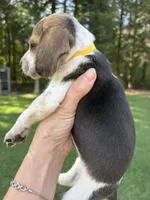 Amber, a female Beagle for sale in Linwood, NC – 2 of 4