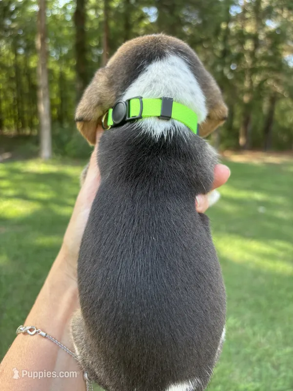 Mack  – Beagle puppy for sale in Linwood, NC