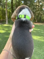 Mack , a male Beagle for sale in Linwood, NC – 1 of 4