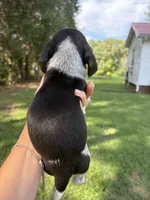 Blu, a male Beagle for sale in Linwood, NC – 3 of 4