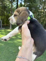 Mack , a male Beagle for sale in Linwood, NC – 2 of 4