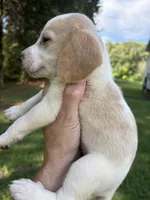 Zeus, a male Beagle for sale in Linwood, NC – 2 of 4