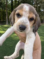 Jinger, a female Beagle for sale in Linwood, NC – 2 of 4