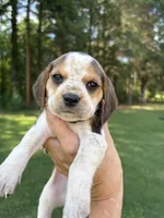 Precious , a female Beagle for sale in Linwood, NC – 2 of 4