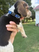 Copper , a male Beagle for sale in Linwood, NC – 1 of 4