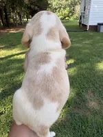 Zeus, a male Beagle for sale in Linwood, NC – 3 of 4